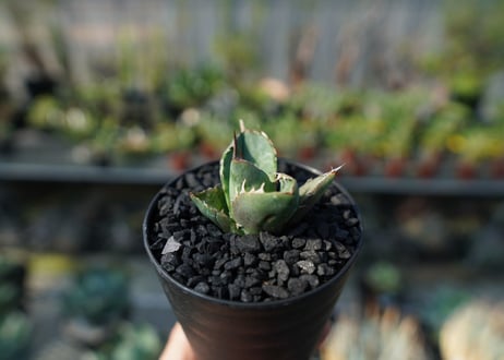 アガベ　チタノタ　MI03　agave titanota MI03  No.2