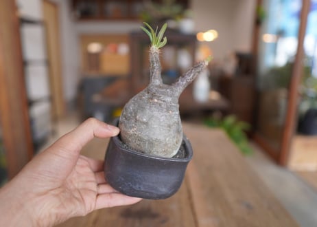 パキポディウム　グラキリス　 Pachypodium Gracilius