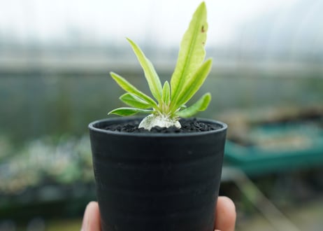 パキポディウム　恵比寿笑い　Pachypodium brevicaule　No.2