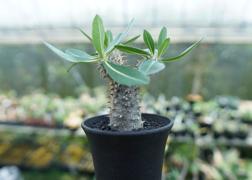 パキポディウム 伊藤ハイブリッド Pachypodium 'Itoh Hybrid' | ma