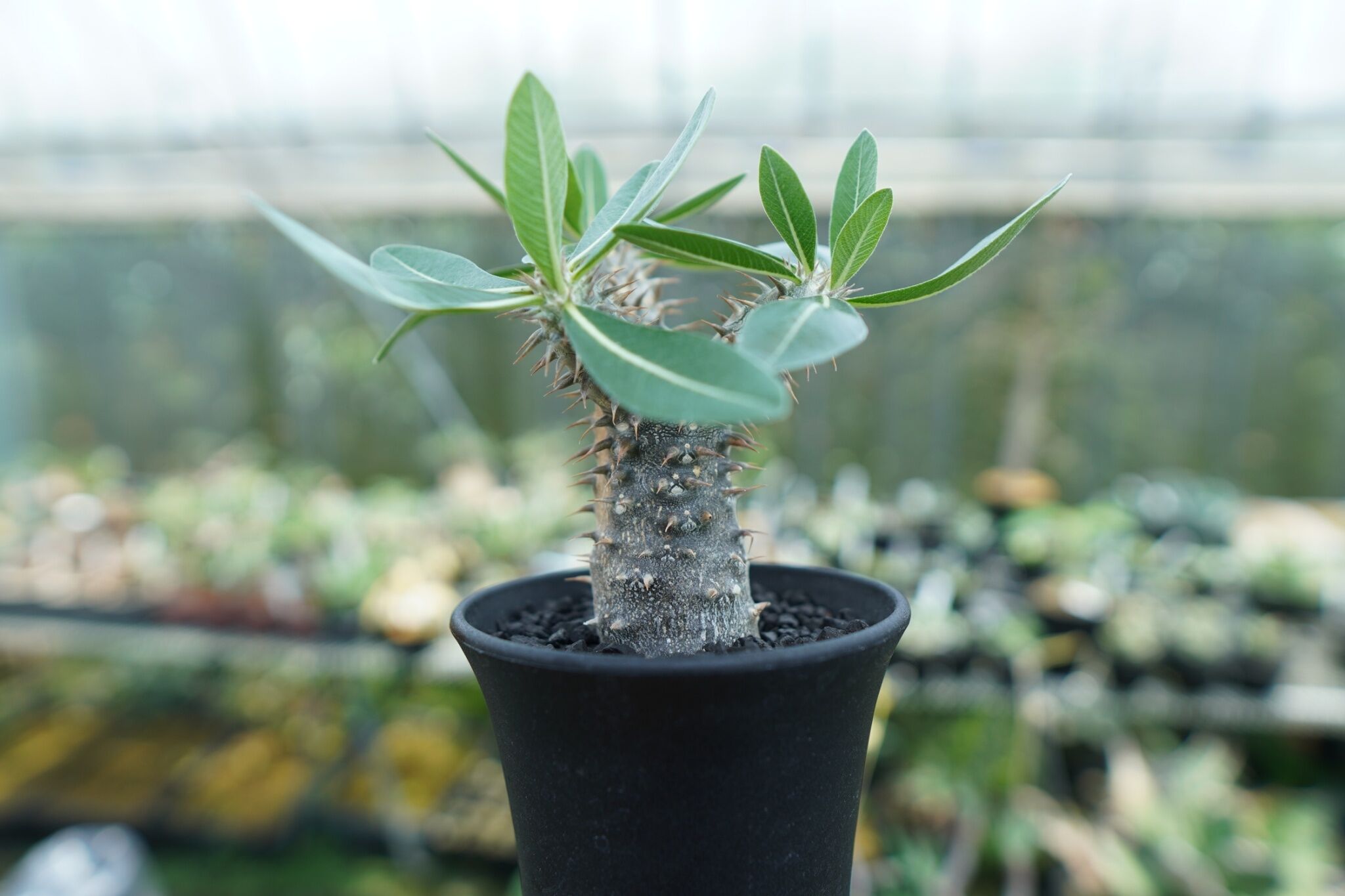 パキポディウム 伊藤ハイブリッド Pachypodium 'Itoh Hybrid' | ma