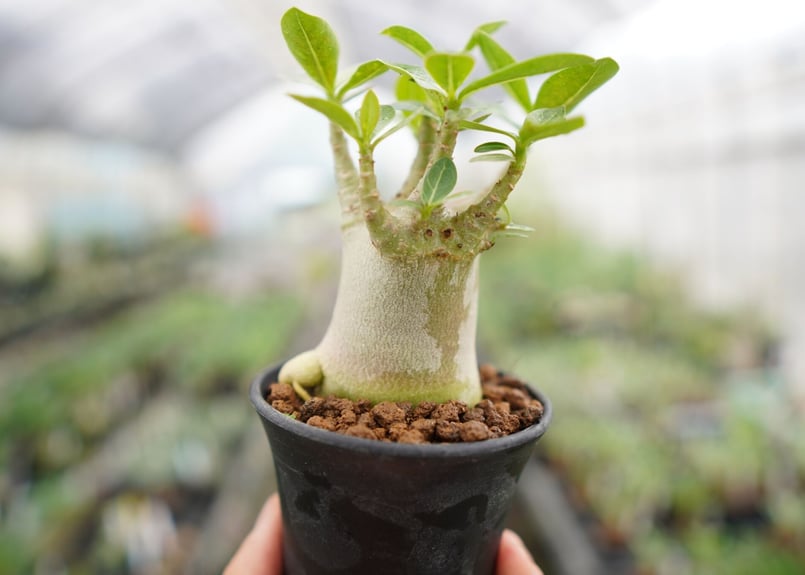 まるでご神木！】アデニウム スーパードワーフ タイ実生《1