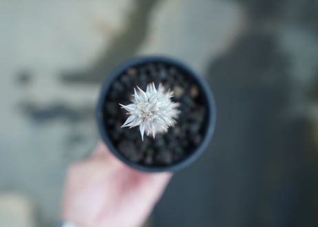 パキポディウム　伊藤ハイブリッド　Pachypodium 'Itoh Hybrid'  No.1