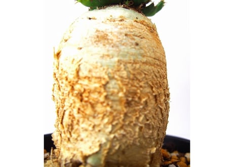 ユーフォルビア ステラータ 飛竜  Euphorbia stellata　№4