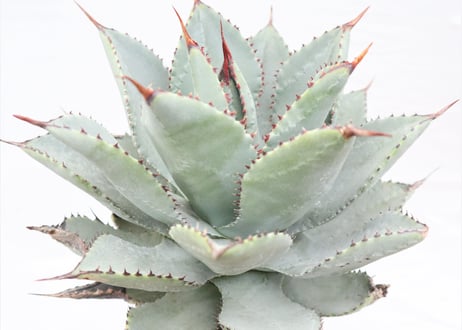 Agave　pygmaea 　Dragon Toes