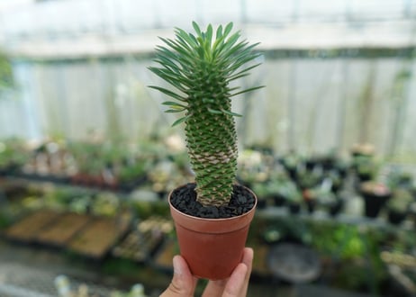 ユーフォルビア　ソテツキリン "パイナップルコーン"　Euphorbia sotetsukirin  No.7