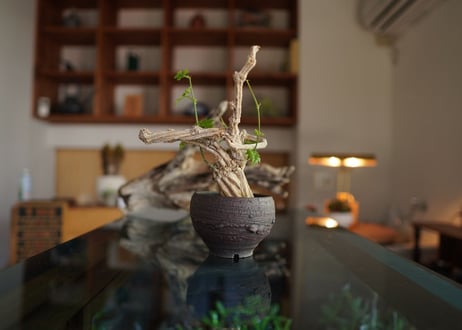 コラロカルプス　Corallocarpus