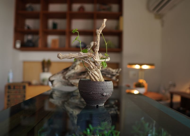 コラロカルプス Corallocarpus | mana's farm:塊根植物・アガベ・ドラ