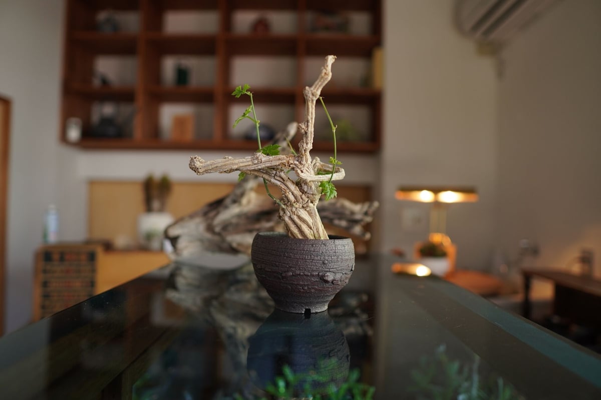 コラロカルプス　sp コラロカルプス グロメルリフロルス ／ Corallocarpus glomerulif