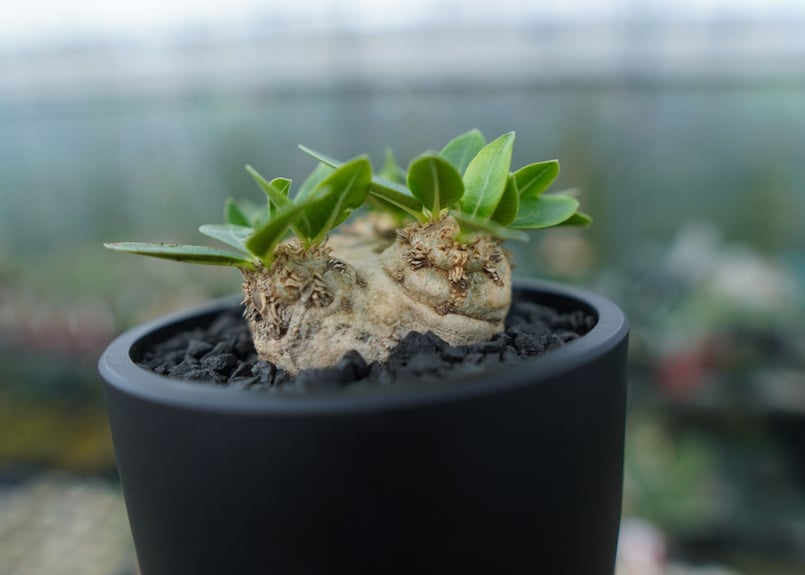 パキポディウム 恵比寿笑い Pachypodium brevicaule | mana's f