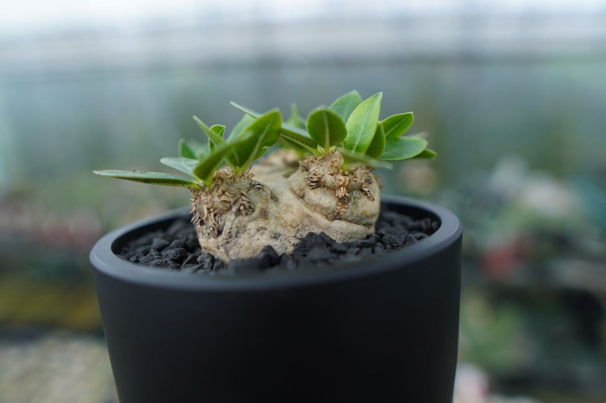 パキポディウム 恵比寿笑い Pachypodium brevicaule ㉞ パキポディウム 恵比寿笑い Pachypodium brevicaule | mana's f