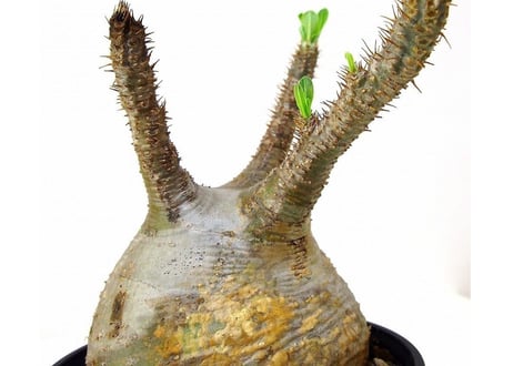 Pachypodium Gracilius パキポディウム  グラキリス  №4