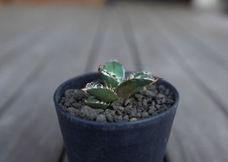 アガベ オテロイ オアハカ agave oteroi oaxaca