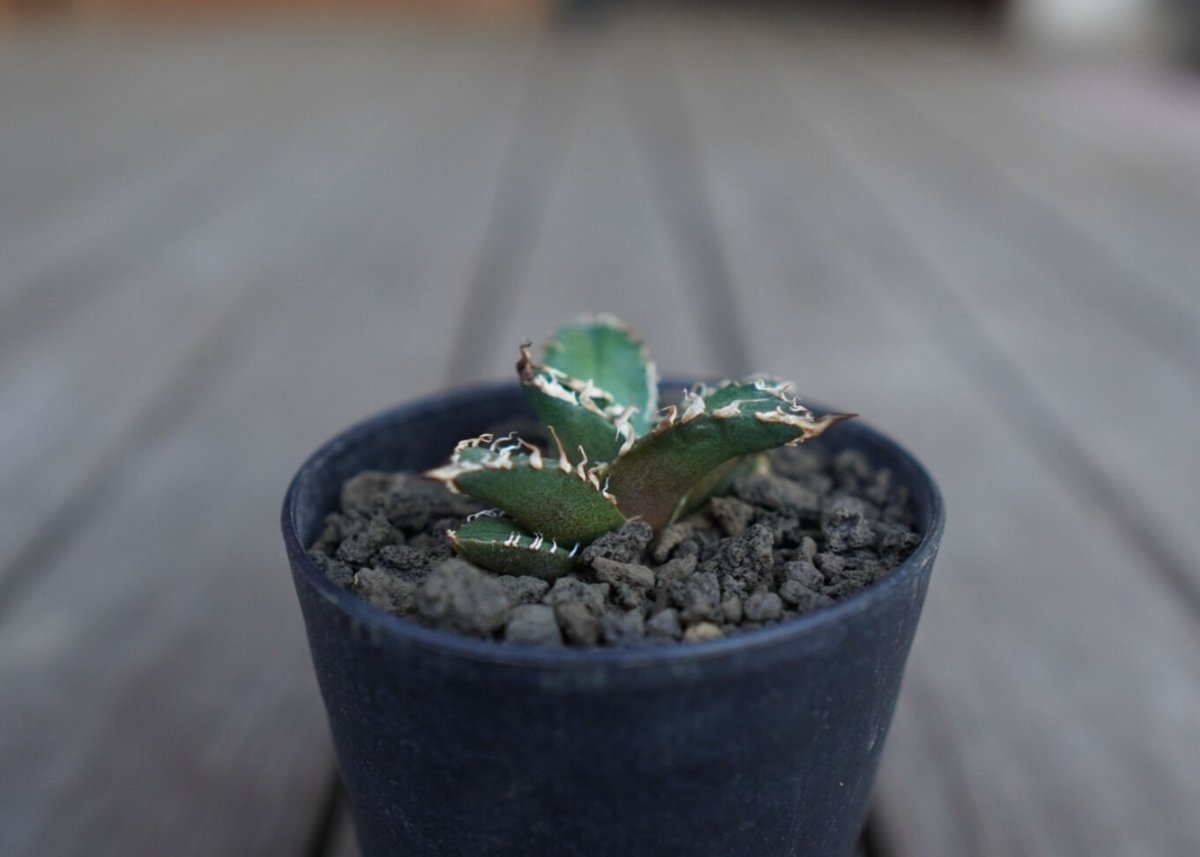アガベ オテロイ オアハカ agave oteroi oaxaca | mana's farm