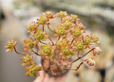 多肉・フラメンコ錦・極上派手色斑・ちびっこ2個付き 錦 | RuPo 多肉植物専門店