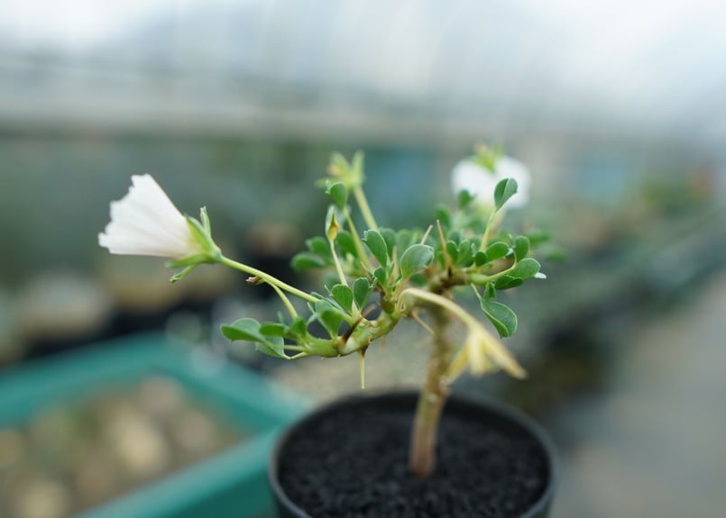 サルコカウロン バンデリエティアエ Sarcocaulon vanderietiae No.1