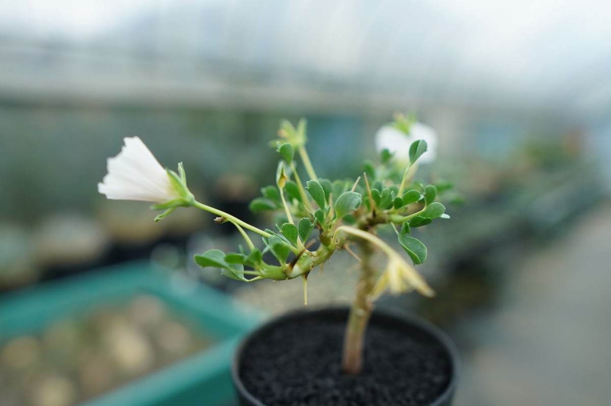 サルコカウロン バンデリエティアエ Sarcocaulon vanderietiae No.1