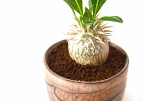 パキポディウム デンシカウレ 恵比寿大黒　Pachypodium densicaule  france pot
