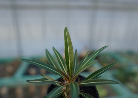 パキポディウム　グラキリス　 Pachypodium Gracilius  No.1