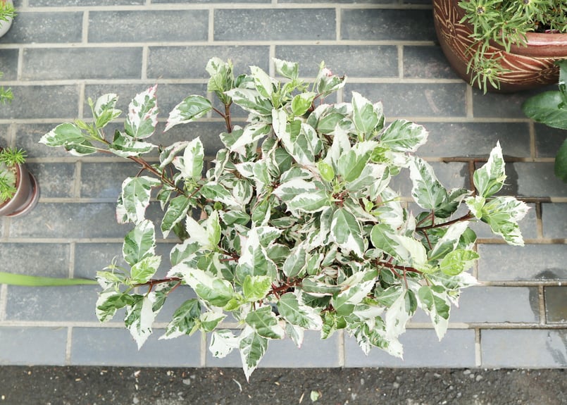 ハイビスカス　斑入り ハイビスカス スノーフレーク 斑入り | mana's farm:塊根植物・アガベ