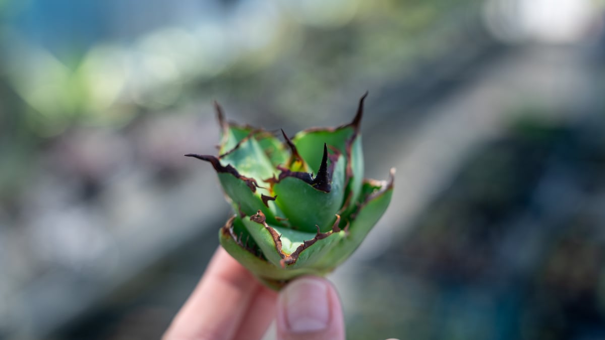 アガベ FO-76 インドネシア カキコ株 NO.2 | mana's farm:塊根植物・