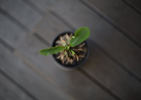 噴火竜　Euphorbia viguieri