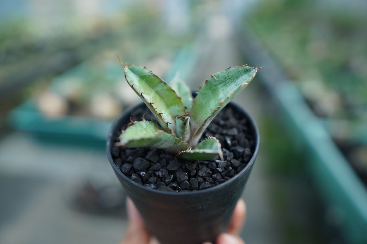 アガベ チタノタ ブラックアンドブルー Agave titanota black and