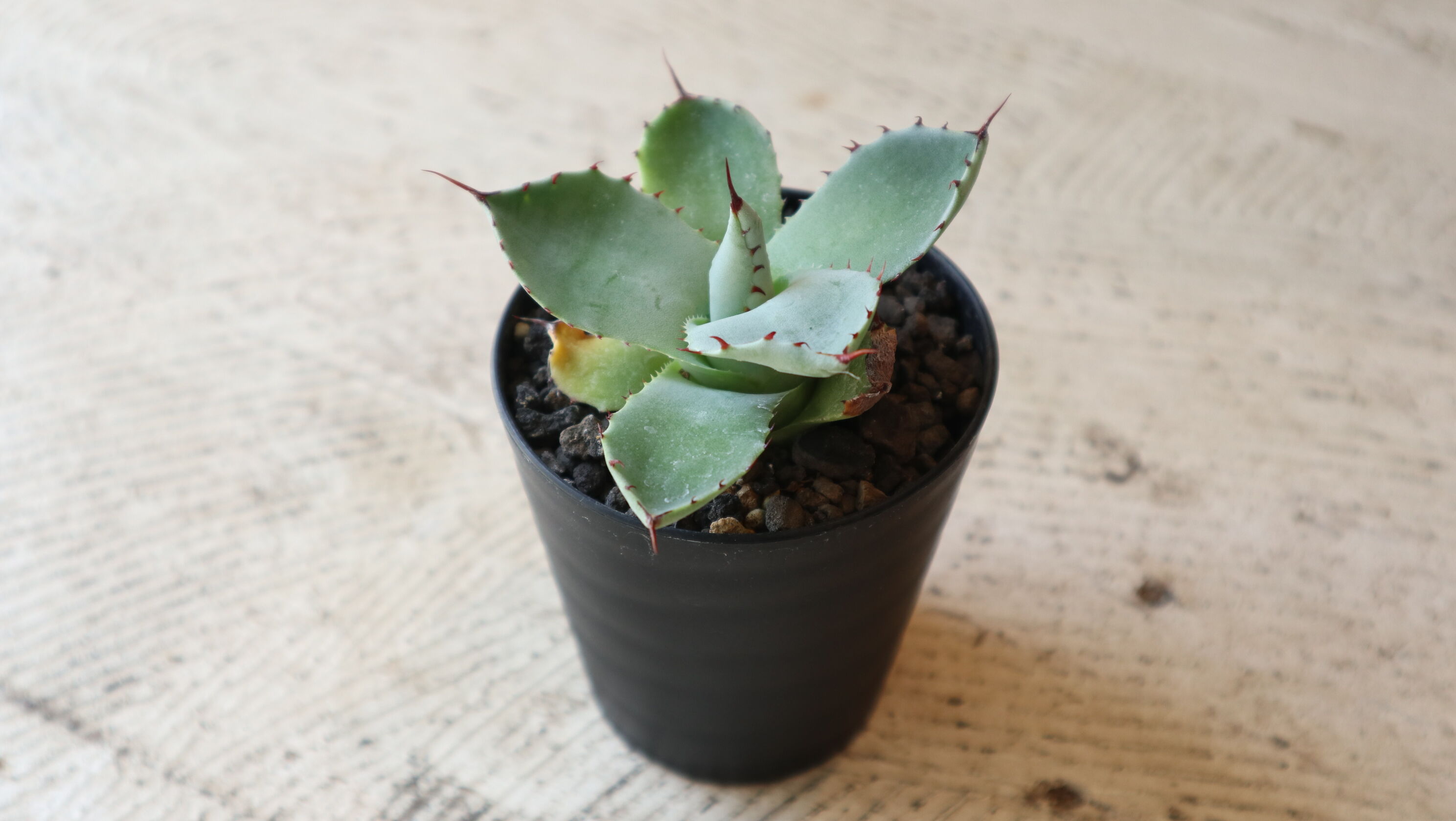 パリー　トランカータ　3頭 Agave Parryi Truncata - アガベ パリー トルンカータ トランカータ
