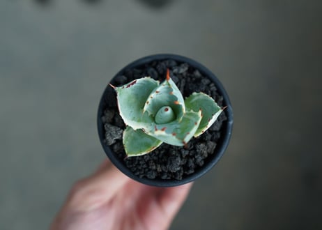 アガベ　兜蟹錦　Agave isthmensis “Kabutogani” variegata  No.2