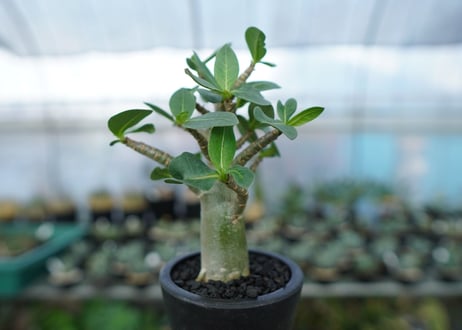 アデニウム　Adenium　No.16
