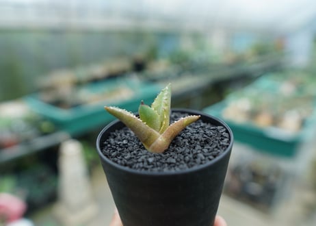 アガベ　チタノタ 　子株 　Agave titanota