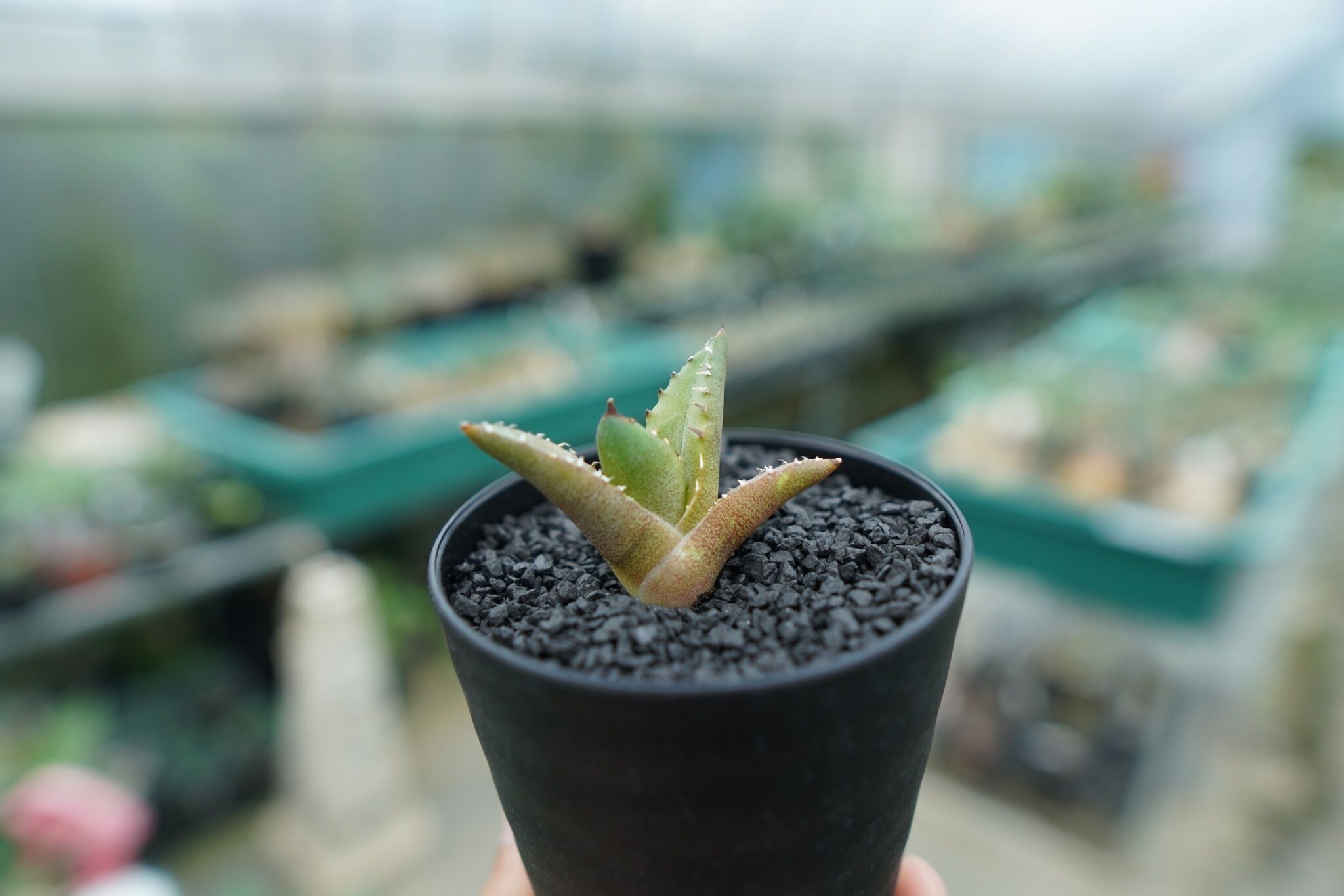 アガベ　チタノタ　発根済み子株Ｄ 実生　ノーネイム アガベ チタノタ 子株 Agave titanota | mana's farm:塊根植物