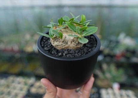 パキポディウム　恵比寿笑い　Pachypodium brevicaule