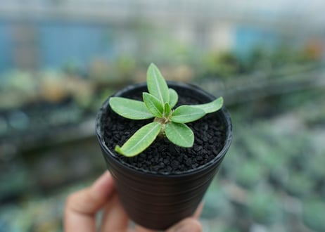 パキポディウム　恵比寿笑い　Pachypodium brevicaule　No.3