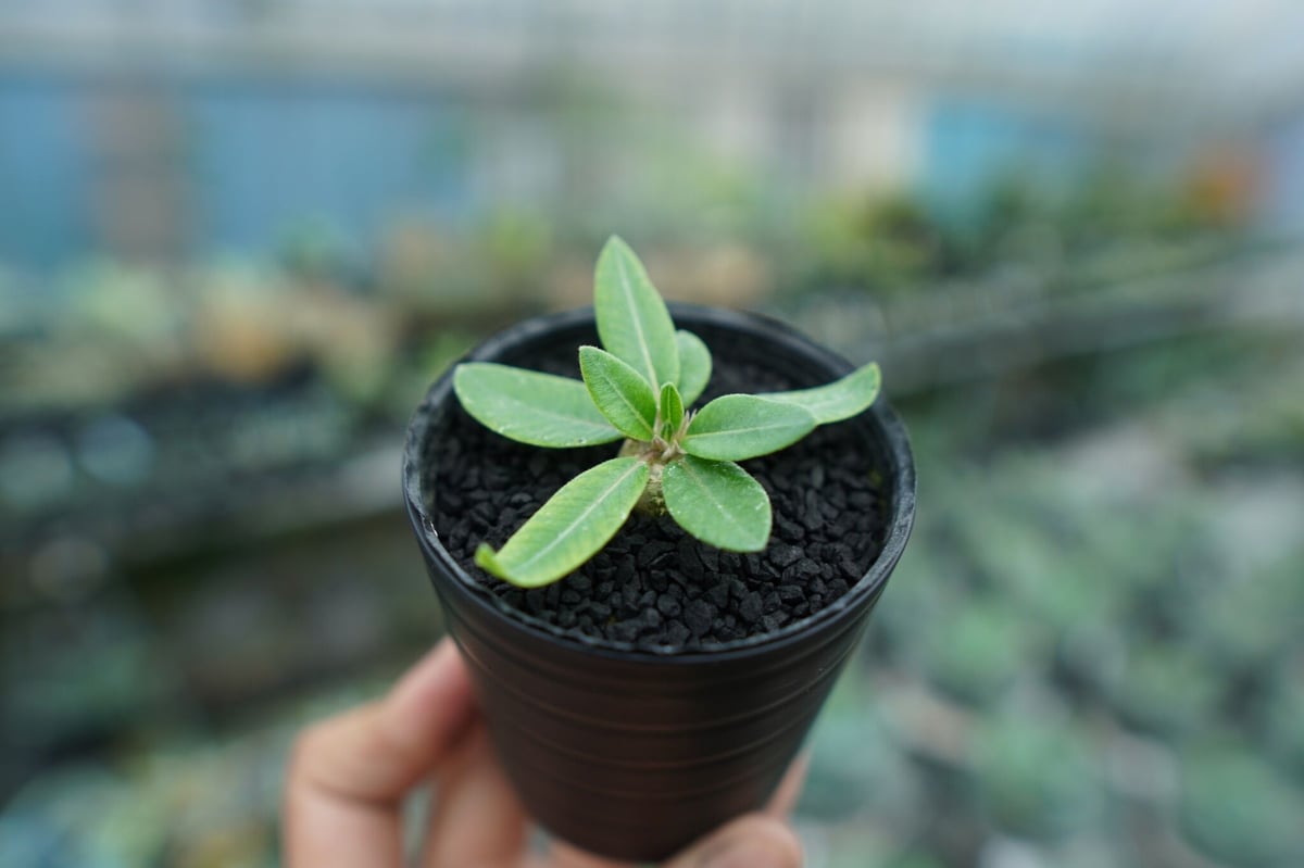 パキポディウム 恵比寿笑い Pachypodium brevicaule No.3 | man