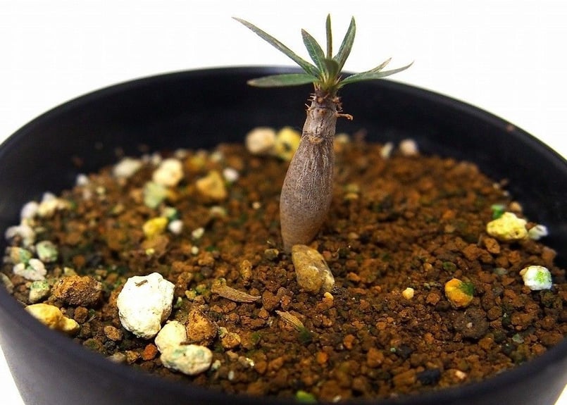 Pachypodium パキポディウム グラキリス 実生苗 | mana's farm:
