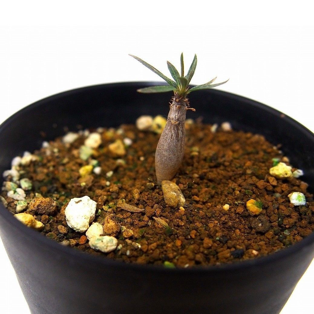 Pachypodium パキポディウム グラキリス 実生苗 | mana's farm: