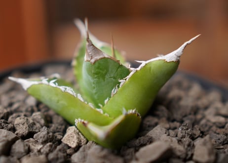 Agave Sowing seeds NO.1
