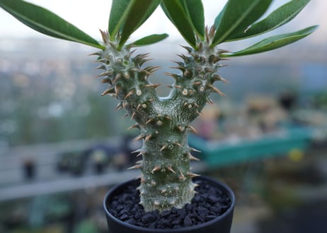 パキポディウム　伊藤ハイブリッド　Pachypodium 'Itoh Hybrid'  No.1