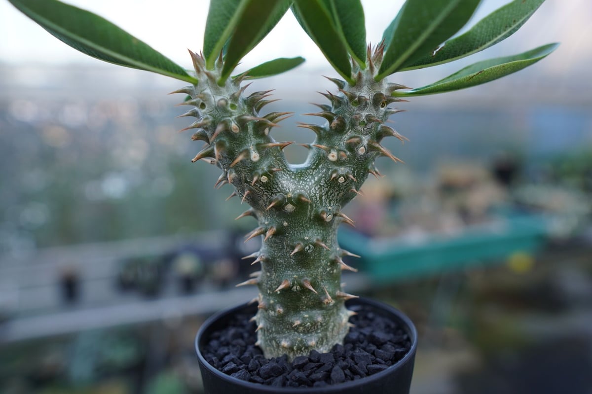 パキポディウム 伊藤ハイブリッド Pachypodium 'Itoh Hybrid' No.