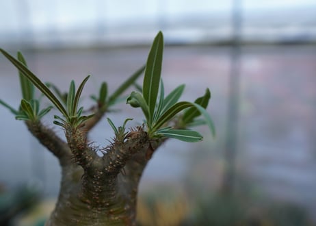 パキポディウム　グラキリス　Pachypodium  Gracilius No.3