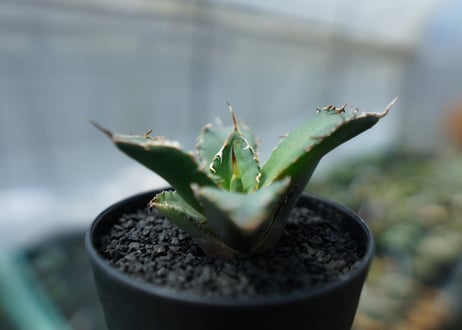 アガベ　チタノタ　FO-76　agave titanota  FO-76　No.3