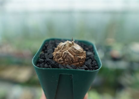 亀甲竜　Dioscorea elephantipes　No.1