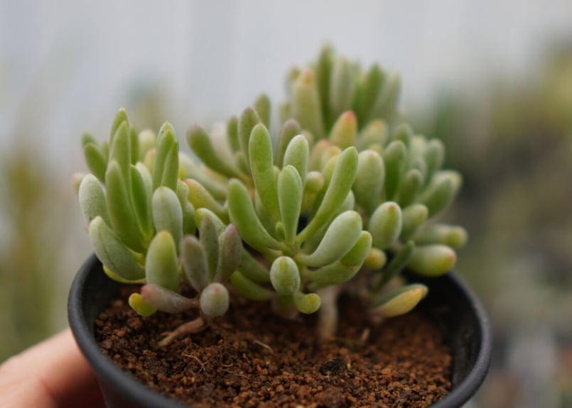 オトンナ　グラビフォリア① オトンナ グラビフォリア | mana's farm:塊根植物・アガベ・ドライ