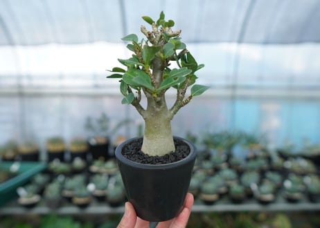 アデニウム　Adenium　No.15