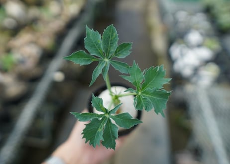 ヤトロファ　錦珊瑚　Jatropha cathartica