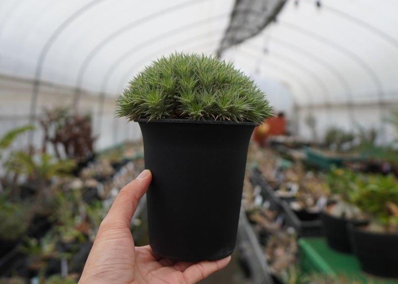 デウトコロニア クロランサ Deuterocohnia chlorantha | mana's