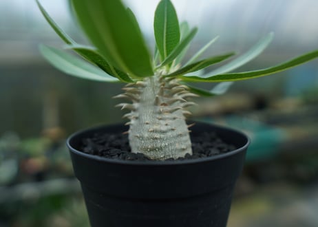 パキポディウム　恵比寿大黒　Pachypodium Densicaule　No.2