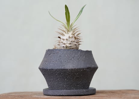 Pachypodium densiflorum　 №1
