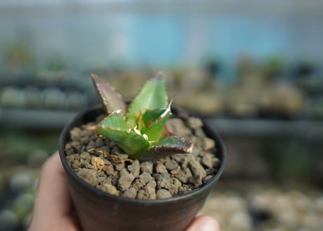 アガベ　チタノタ　ハデス　Agave titanota Hades　No.2